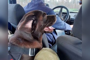 Лабрадор Кэтрис