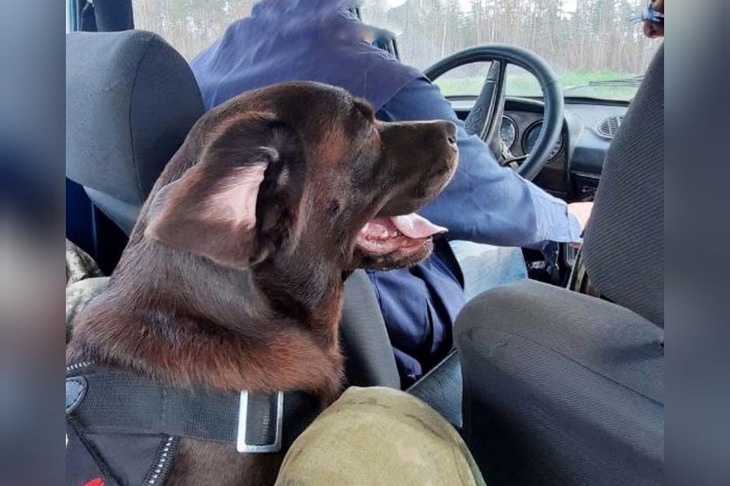 Лабрадор Кэтрис