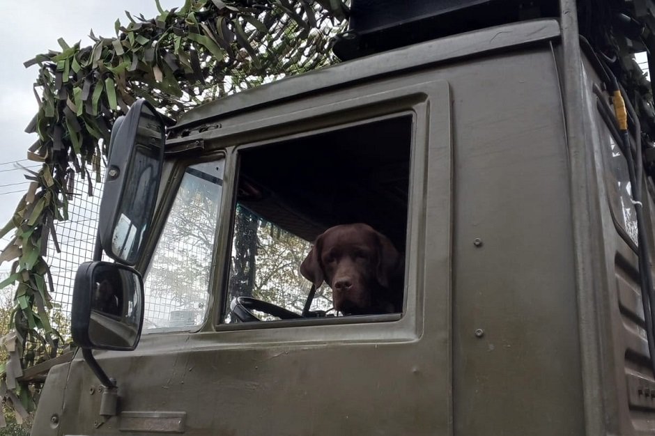 Лабрадор Кэтрис