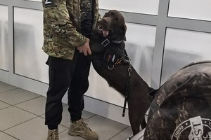 Лабрадор Кэтрис