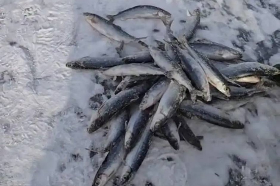 Омуль. Фото пресс-службы Восточно-Сибирского ЛУ МВД России на транспорте