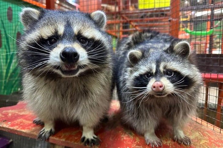 Фото ООО «Сибирский зоопарк»