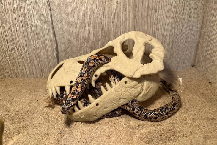 Фото ООО «Сибирский зоопарк»