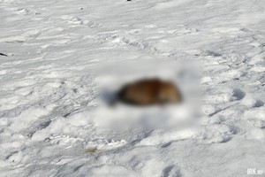 Погибшая ондатра. Фото очевидцев