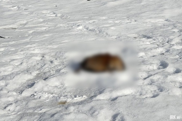 Погибшая ондатра. Фото очевидцев