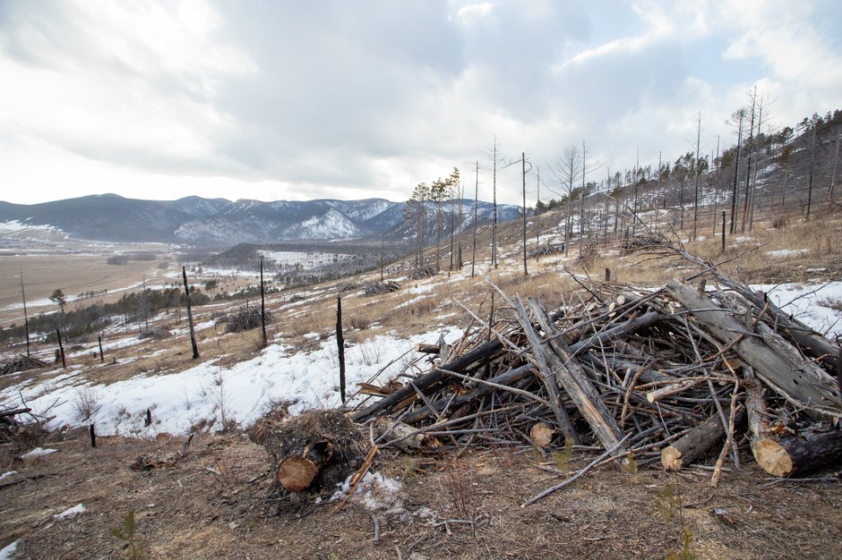 Валежник. Фото БФ «Подари Планете Жизнь»