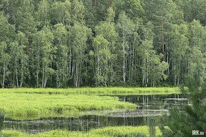 Залив Узкий летом. Фото очевидцев