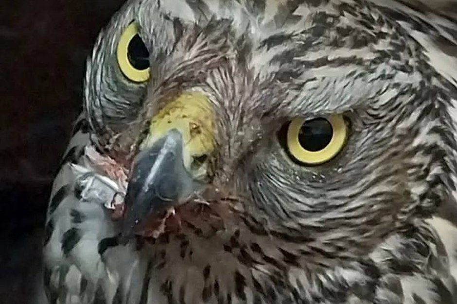 Ястреб. Фото из телеграм-канала ассоциации ветеринарии Иркутской области