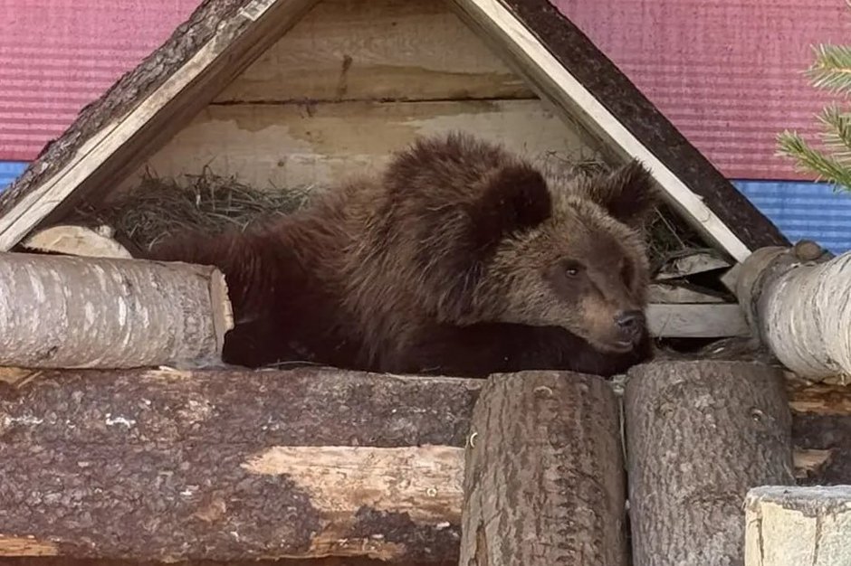 Фото из соцсетей Карельского зоопарка