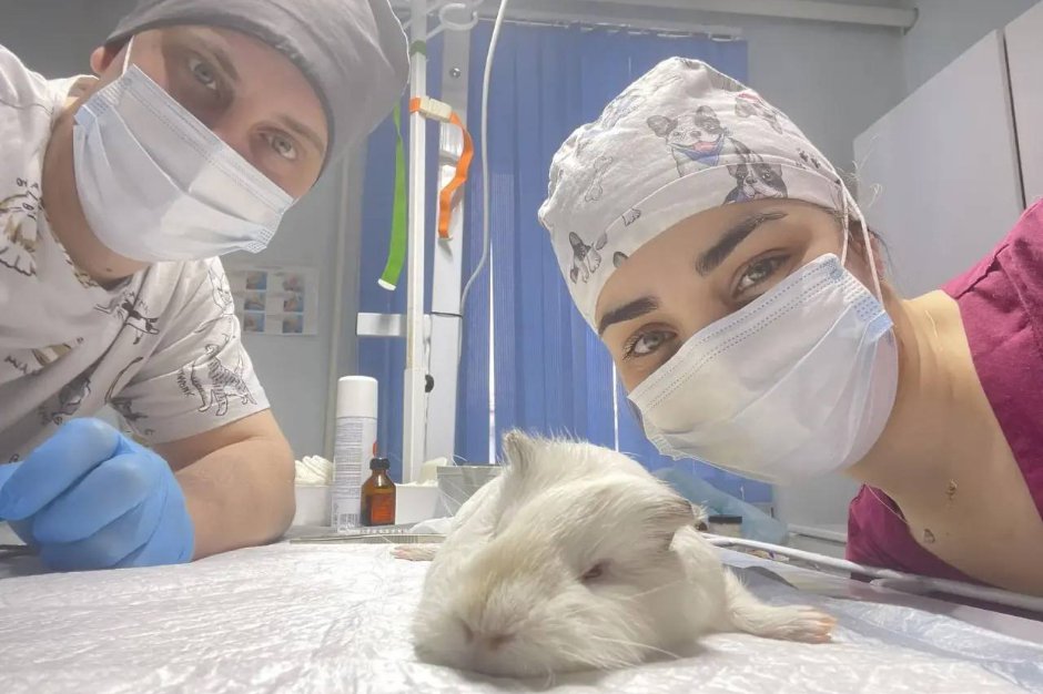 Ветеринары рядом с Кроликом. Фото ассоциации ветеринарии Иркутской области