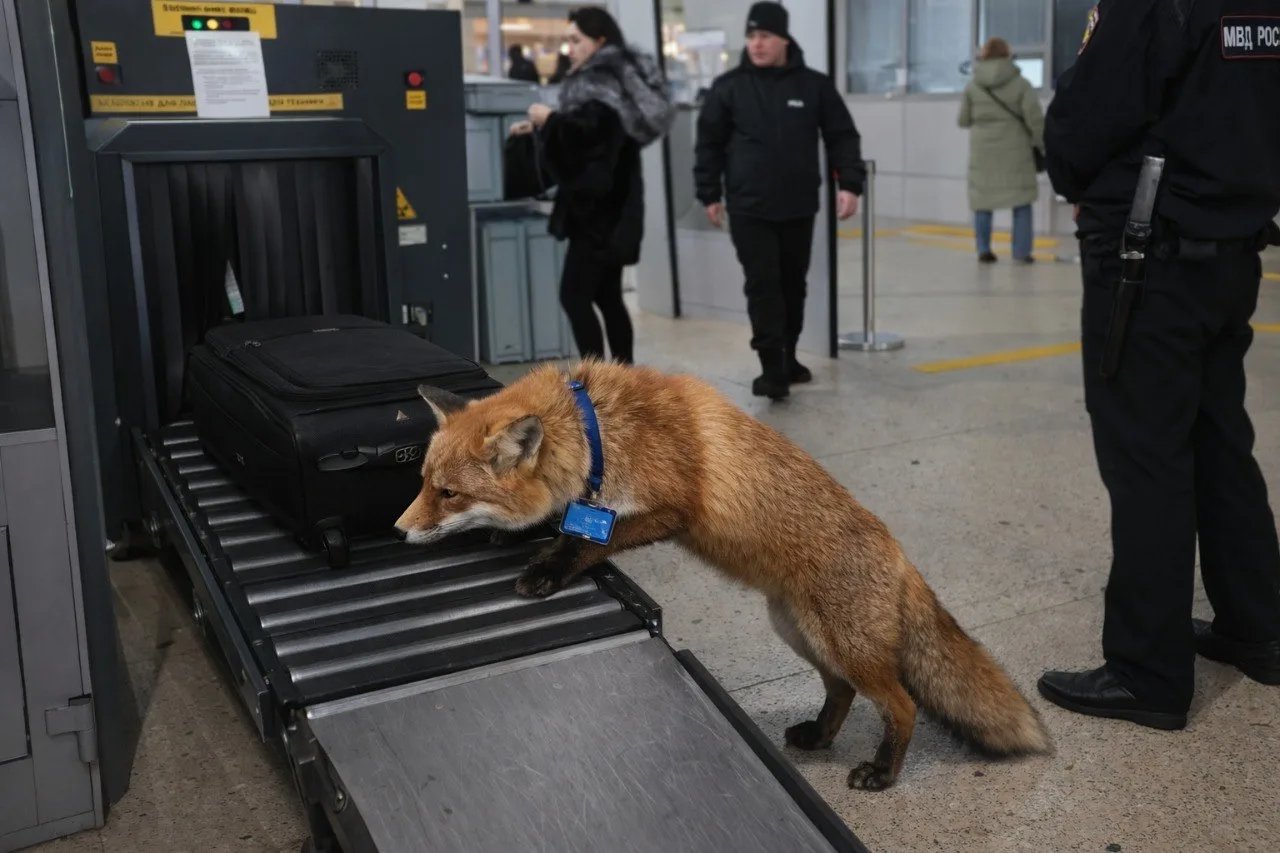 Лиса в аэропорту. Фото из телеграм-канала «Аэропорт Братск»