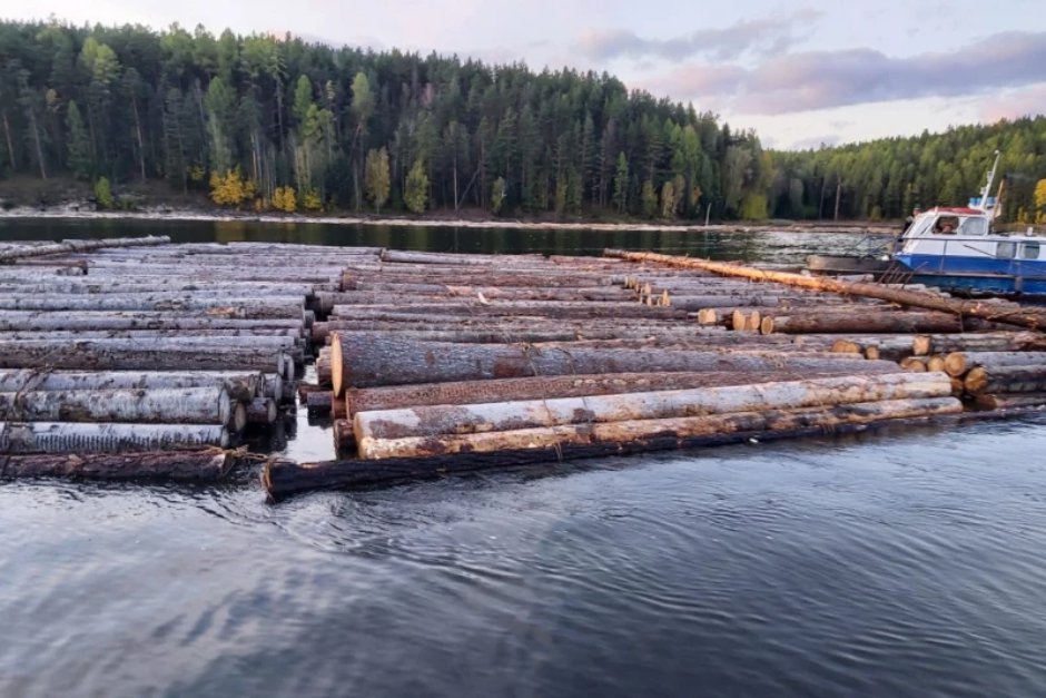 Древесина. Фото пресс-службы ГУ МВД по Иркутской области