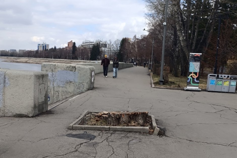 Спиленное дерево. Фото предоставлено очевидцем