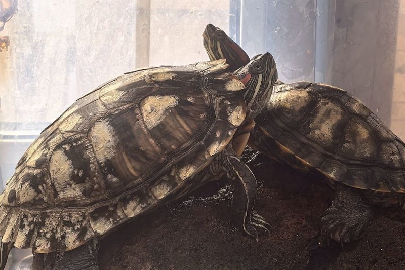 Черепахи. Фото из соцсетей Иркутского зоопарка