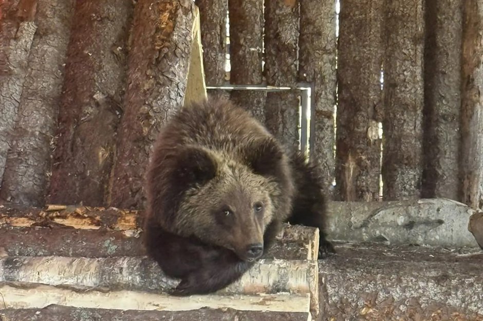 Фото из соцсетей Карельского зоопарка