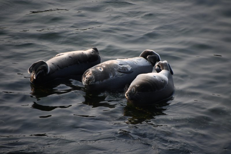 Нерпы. Фото со страницы Фонда «Озеро Байкал» в соцсети «ВКонтакте»