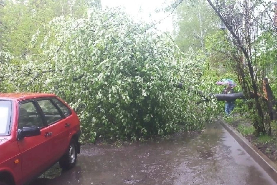 Упавшее дерево. Фото пресс-службы администрации Иркутска