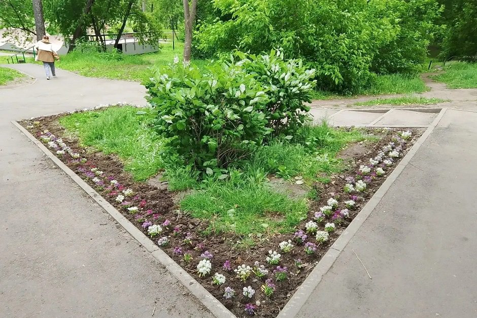 Клумба. Фото пресс-службы администрации Иркутска
