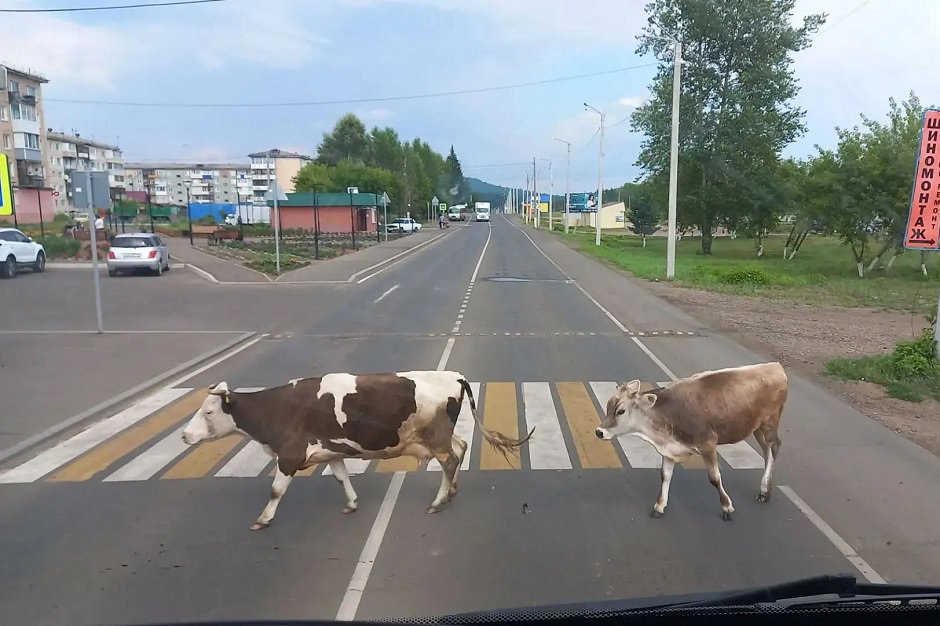 Коровы. Фото из канала Николая Хрычова в «МАКС» Коровы. Фото из канала Николая Хрычова в «МАКС»