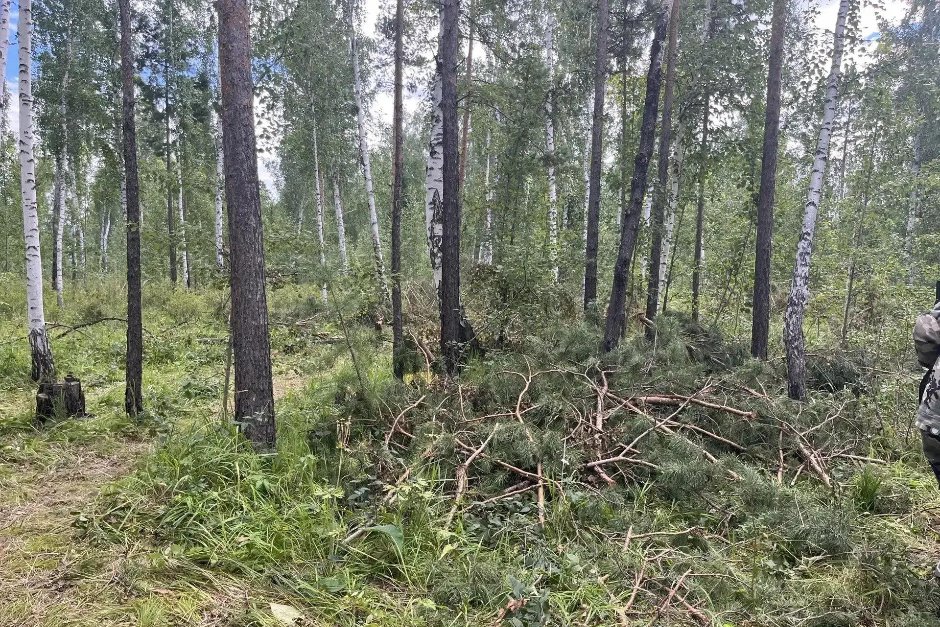 Лес. Фото пресс-службы ГУ МВД по Иркутской области