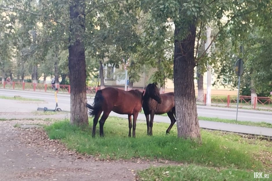 Лошади во Втором Иркутске. Фото очевидцев Лошади во Втором Иркутске. Фото очевидцев