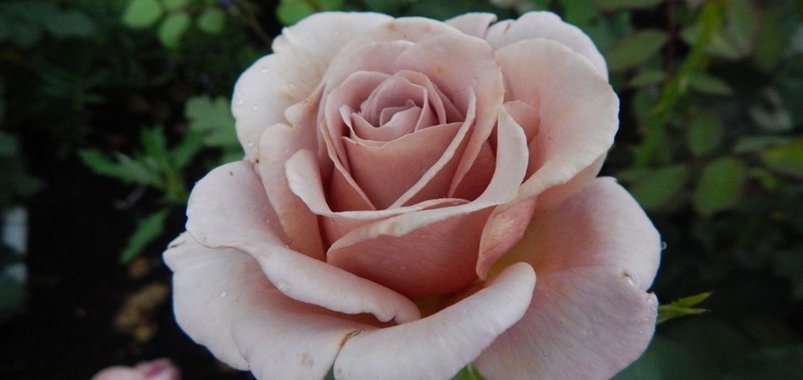 Выставка роз и лилейников