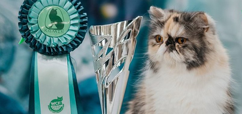 Международная выставка кошек всех пород «ЗиМурр»