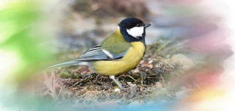 Синичкин день