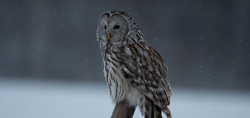 Экологическое мероприятие "День птиц"