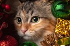 Новогодний конкурс «Самый лучший кот»