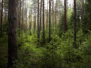 Лес. Фото с сайта www.ilimgroup.ru