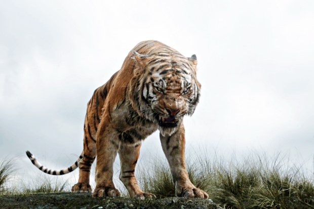 Кадр из фильма «Книга Джунглей». Фото с сайта www.kinopoisk.ru