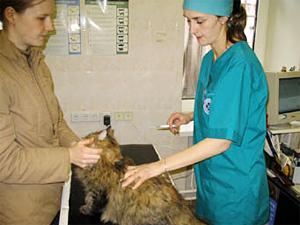 Вакцинация домашних животных. Фото из архива «АС Байкал ТВ»