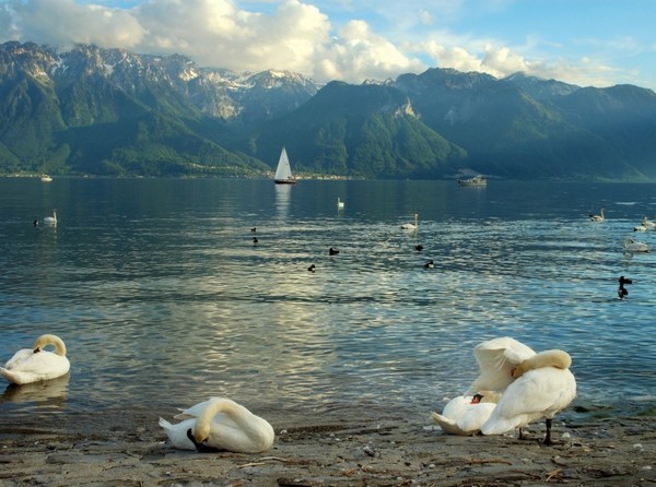 Виды Женевского озера. Фото с сайта www.tonkosti.ru