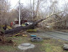 Упавшее дерево на улице Донская. Фото Ольги Ивановой