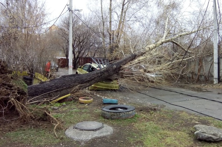 Упавшее дерево на улице Донская. Фото Ольги Ивановой