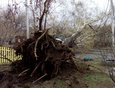 Упавшее дерево на улице Донская. Фото Ольги Ивановой