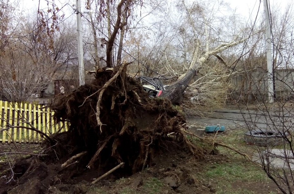 Упавшее дерево на улице Донская. Фото Ольги Ивановой