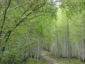 Лес в Академгородке. Фото Юрия Орлова