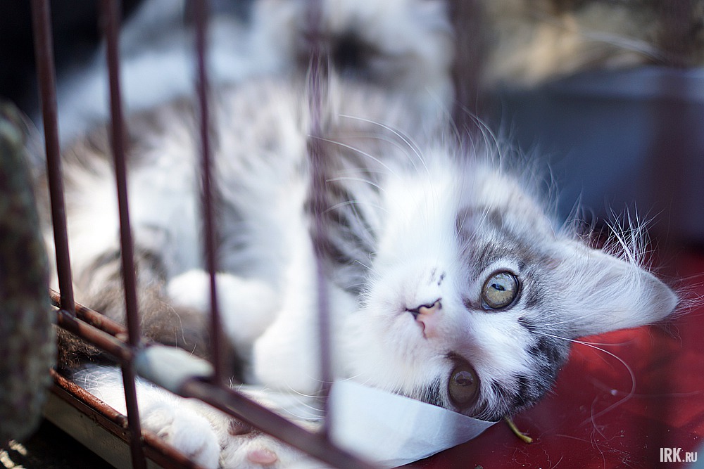 Около памятника Юрию Гагарину развернулась выставка бездомных животных