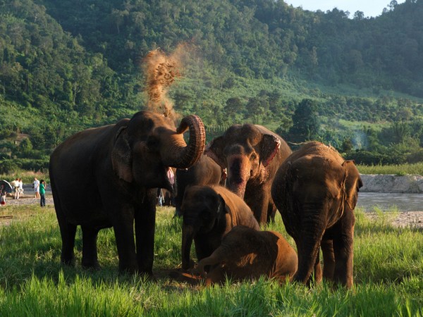 Животный мир Таиланда. Фото с сайта www.tonkosti.ru