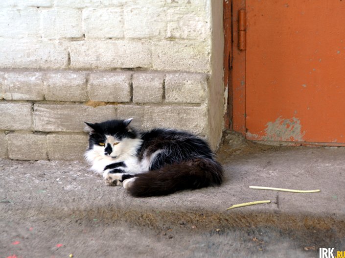Кот по кличке Барсик тоже живет в «Обереге»