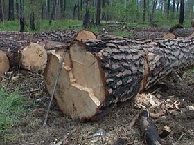 Срубленное дерево. Фото из архива АС Байкал ТВ