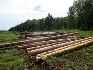 Вырубленные деревья. Фото с сайта www.38.mvd.ru