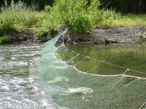 Рыболовные сети. Фото с сайта greenpatrol.ru