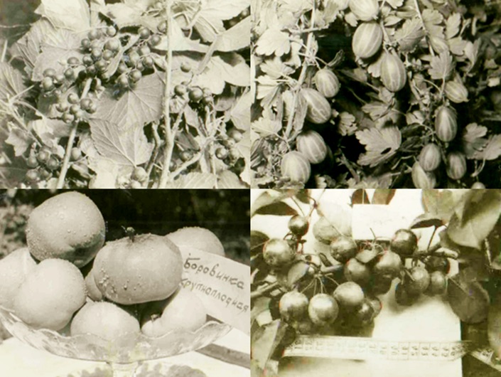Плоды растений из сада Томсона. Фото из архива