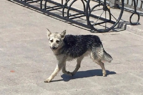 Фото Восточно-Сибирского управления МВД России на транспорте