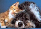 Собака и кошка. Фото с сайта www.dating.ru.msn.com