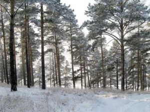 Кайская роща. Автор фото - Дмитрий Алексеев, www.geoid.ru