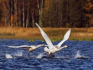 Заказник «Лебединные озера», Казачинско-Ленский район. Фото с сайта www.lesvesti.ru